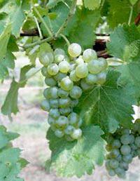 Znovín odrůda Viognier