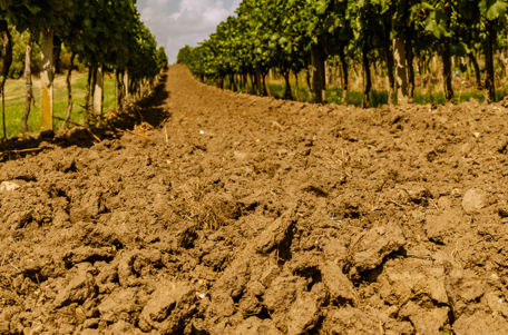 Terroir