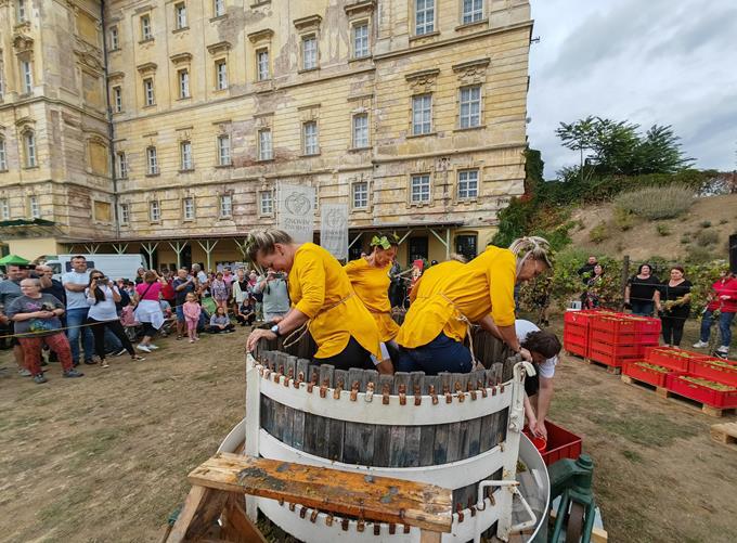 Znovín soutěž v šlapání hrozů Burčákfest 2024